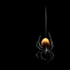 Схема вышивки «pauk»