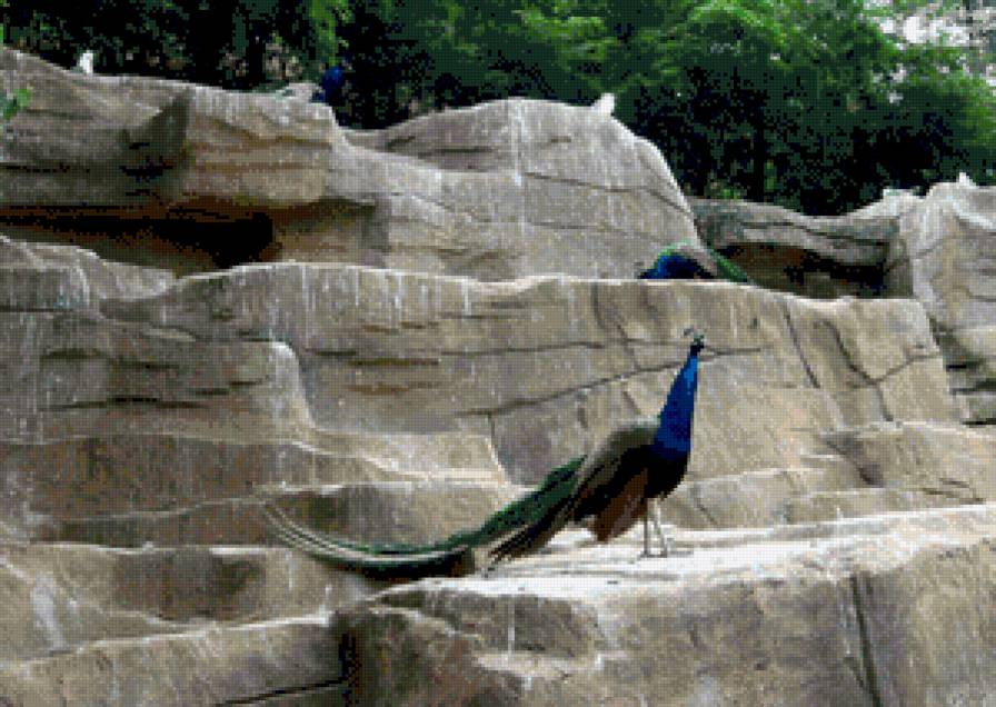 павлин - птица - предпросмотр