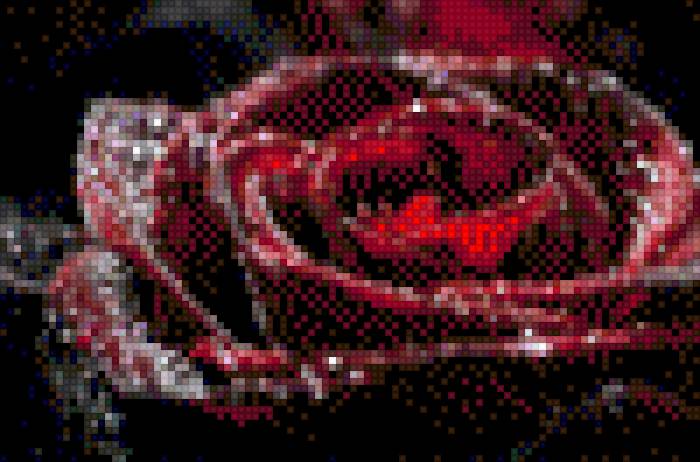 roza - roza, bordo, rosa - предпросмотр