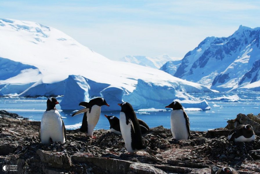 Пингвины - море, снег, льдины - оригинал
