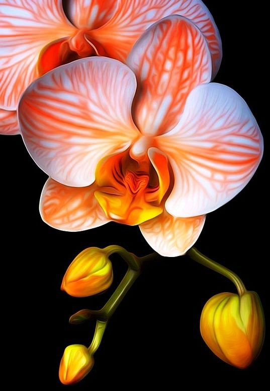 Орхидея - цветы, цветок - оригинал
