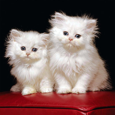 Сладкая парочка - кошечки, животное - оригинал