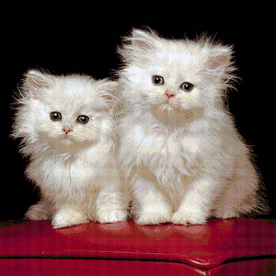 Сладкая парочка - животное, кошечки - предпросмотр