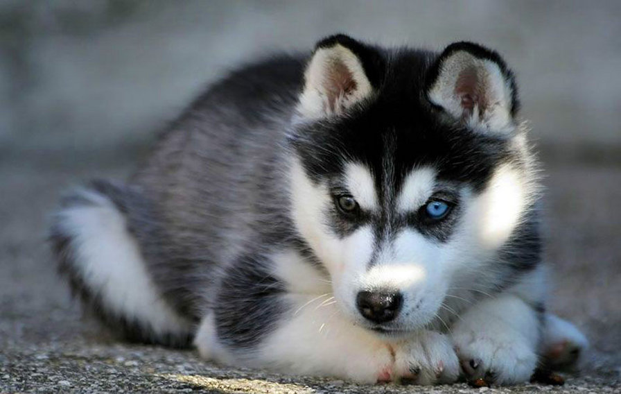 №1087450 - оригинал