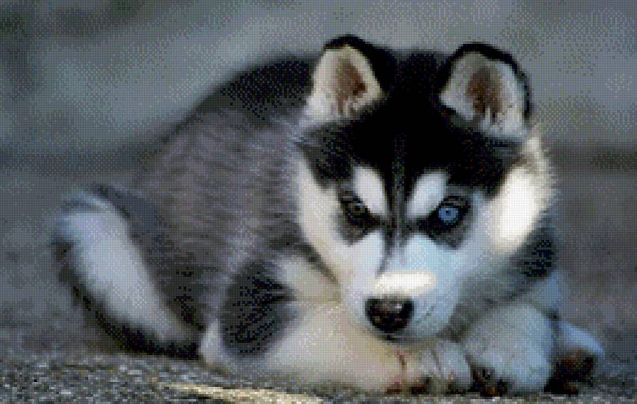 №1087450 - предпросмотр