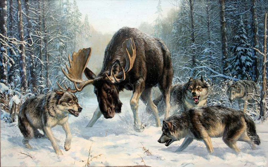 Битва - волки, зима. лось, битва, западгня - оригинал