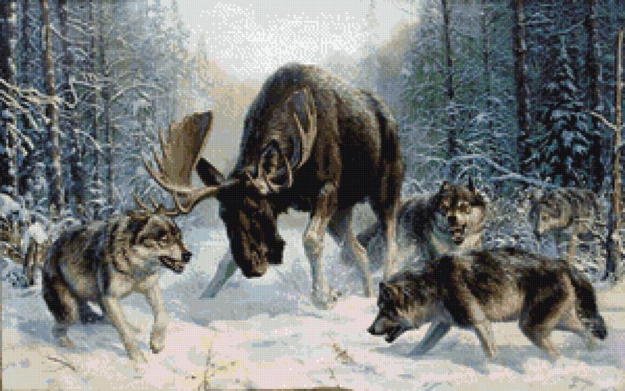 Битва - зима. лось, западгня, битва, волки - предпросмотр
