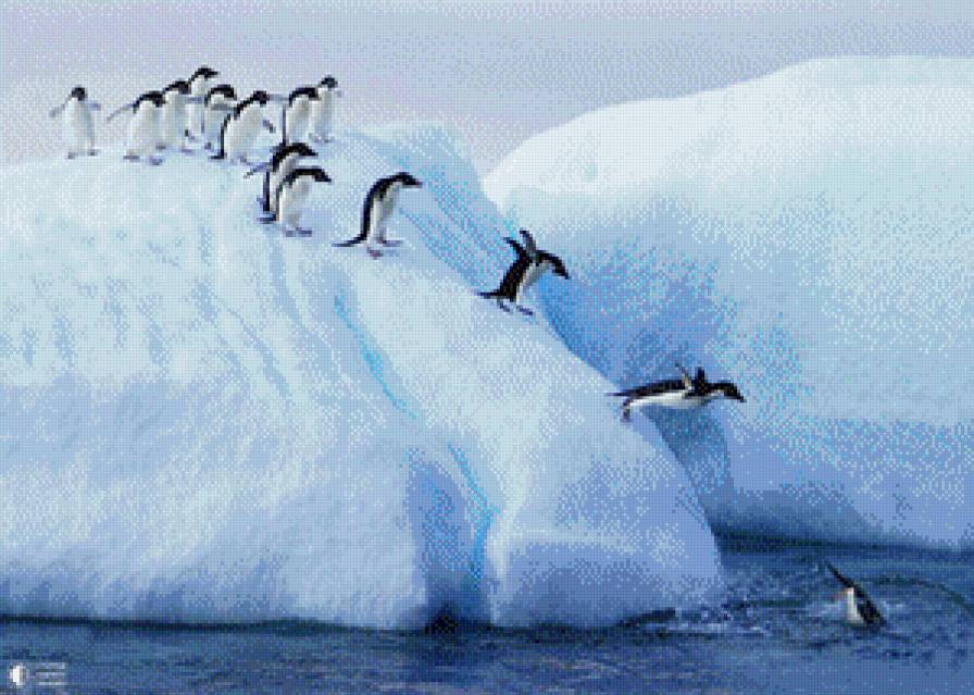 Пингвины - айсберг, море, снег - предпросмотр