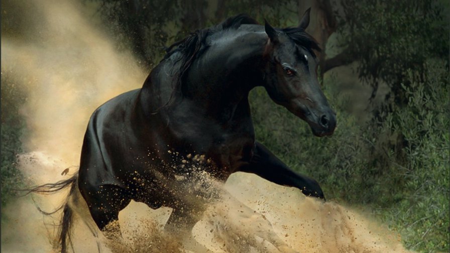 арабская лошадь - конь, лошадь, животные, арабская лошадь - оригинал