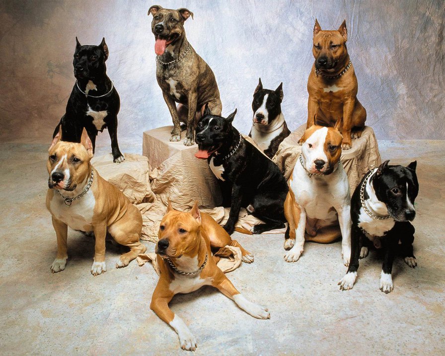 американский питбультерьер - питбультерьер, питбуль, собака - оригинал