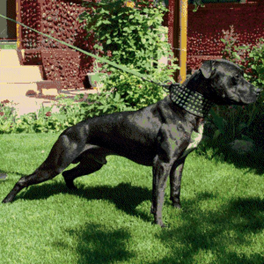 американский питбультерьер - собака, питбультерьер, питбуль - предпросмотр