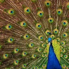 Схема вышивки «№1088515»