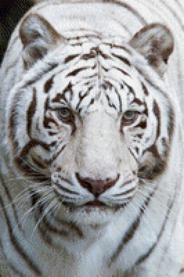 автор Воробьёва Н.В - предпросмотр