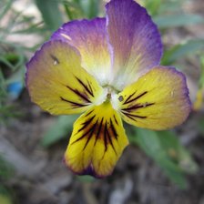 Схема вышивки «Анютина глазка»