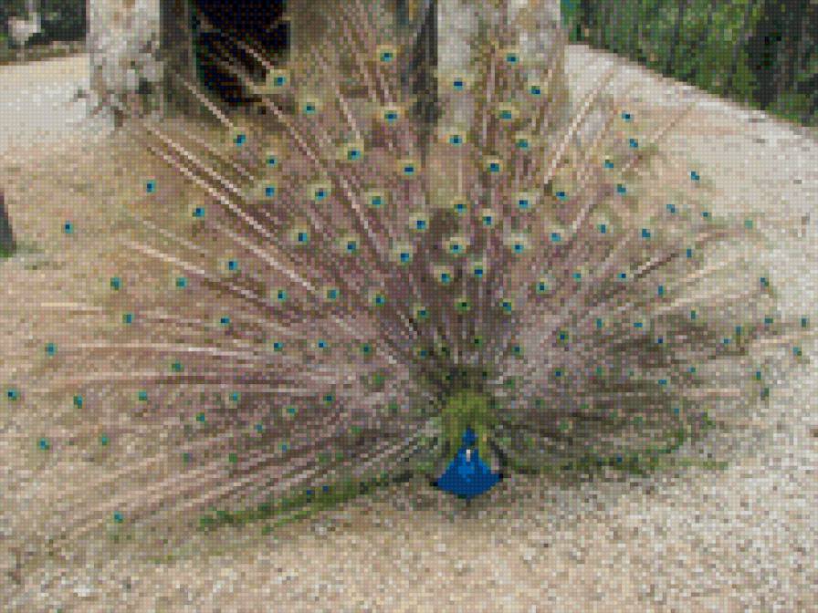 Жар птица - жар птица - предпросмотр