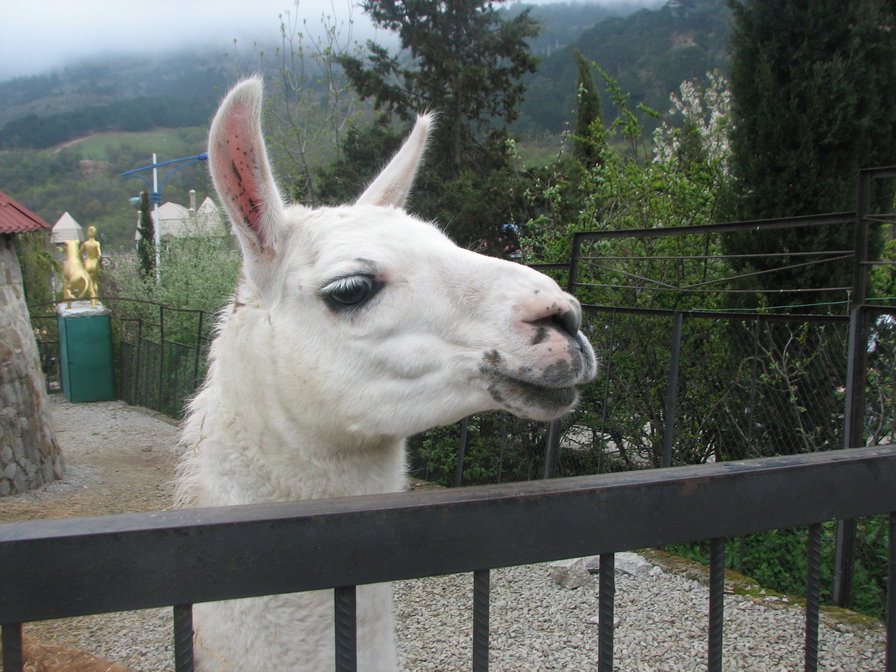 Лань - оригинал