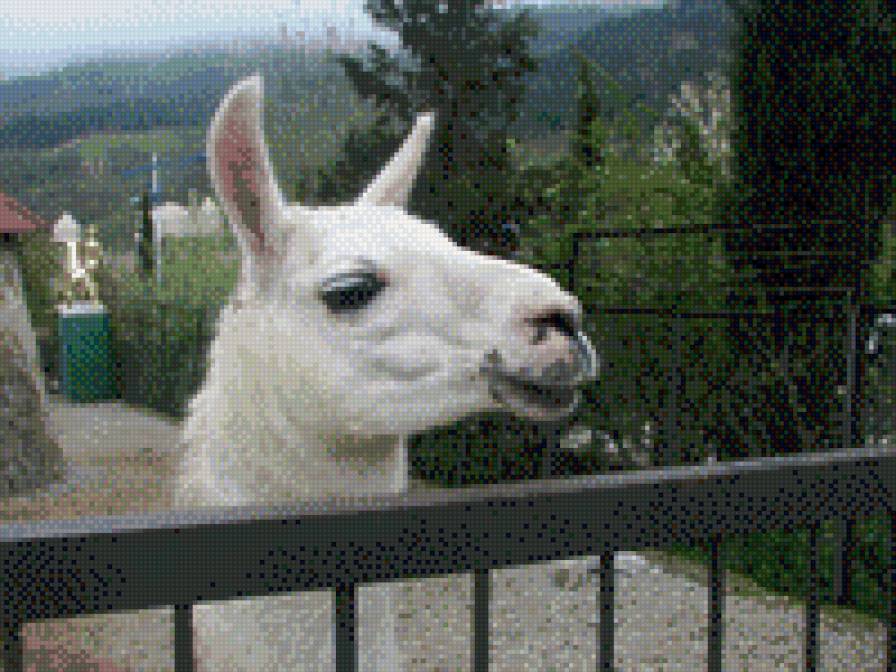 Лань - предпросмотр