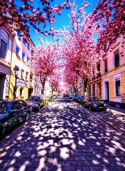 город - весна, город, сакура - оригинал