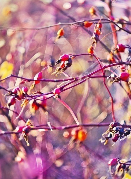 Листья - листья, лес - оригинал