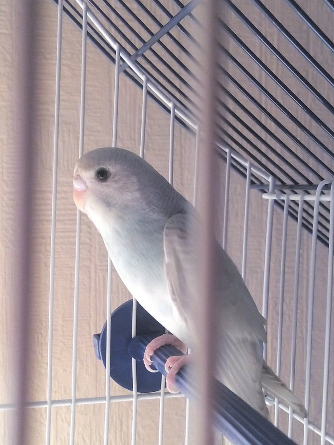 Моя Птичка Асечка - птичка, волнистик, попугай., вечер, в клетке - оригинал