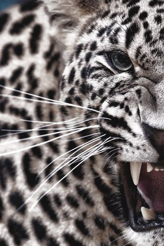 Хищники(правая часть) - мир животных - оригинал