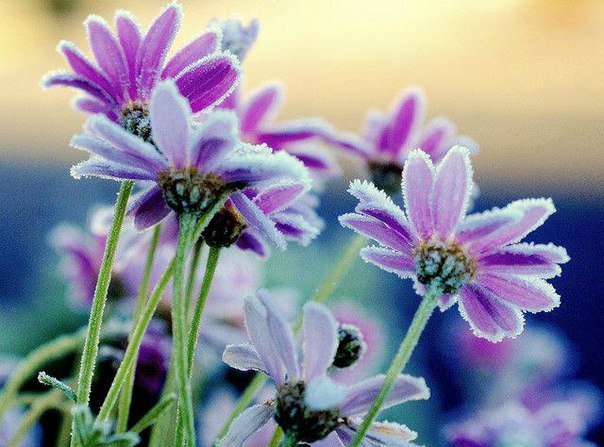 Заснеженные  цветы - цветы - оригинал