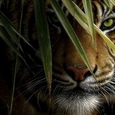 Схема вышивки «Тигр»