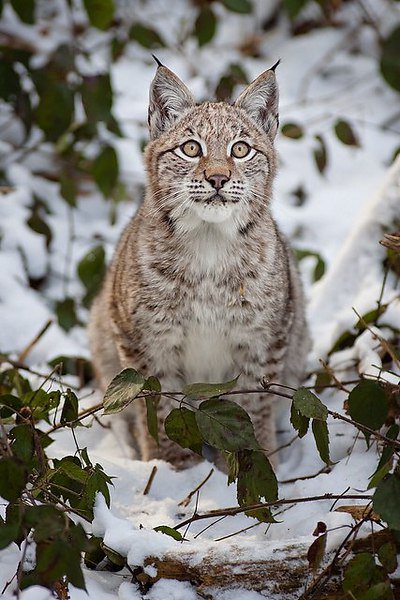 Животные - рысь - оригинал