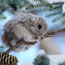 Схема вышивки «Бельчонок в снегу»