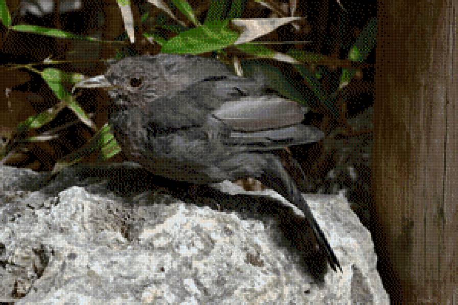 Птичка - предпросмотр