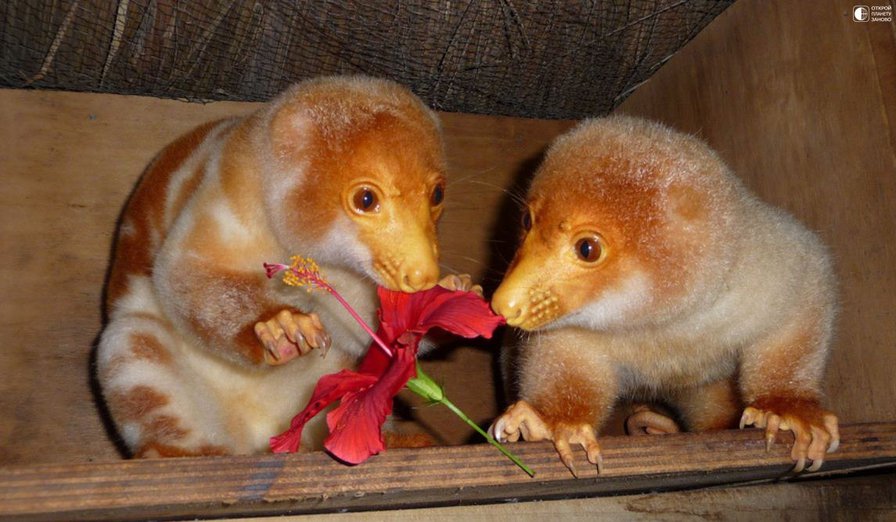 Пятнистый кускус - животное - оригинал