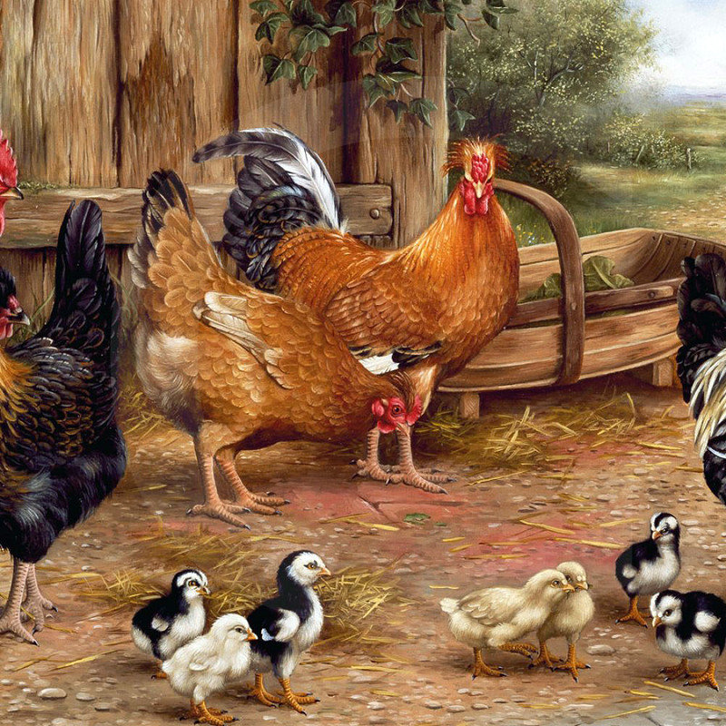 0240 - картина, природа, курица, красота, живопись, птицы - оригинал