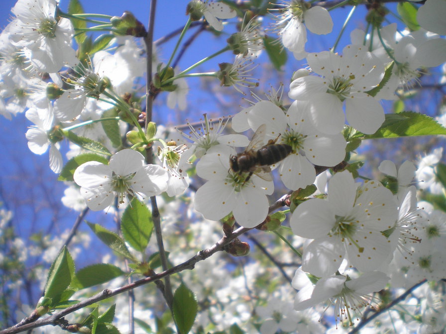 цвіт вишні - оригинал