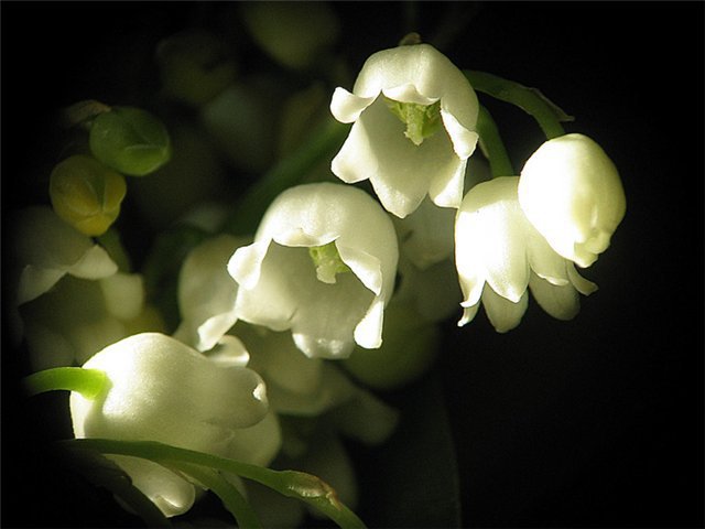 ландыши - оригинал