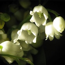 Схема вышивки «ландыши 1»