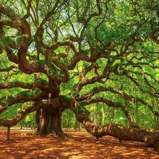 Схема вышивки «Дуб Ангела»