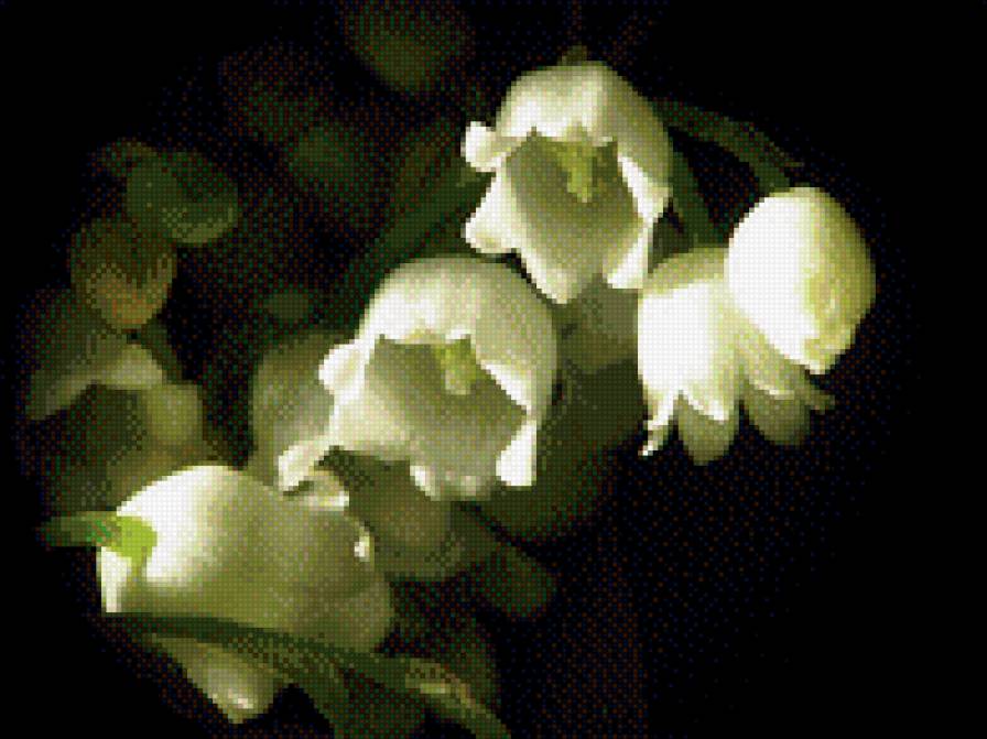 Ландыши ! - ландыши, белые, красота, цветы - предпросмотр