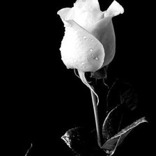 белая роза на черной канве