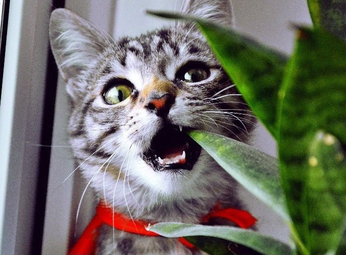 киса и цветок - оригинал