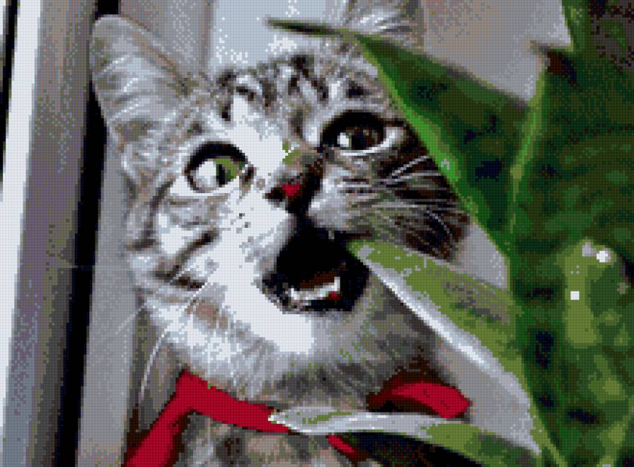 киса и цветок - предпросмотр