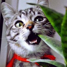 Схема вышивки «киса и цветок»