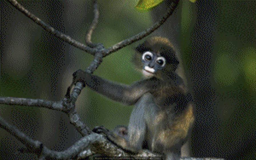 символ 2016 - предпросмотр