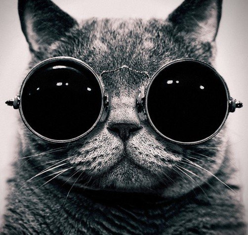 Котик - кот в очках - оригинал