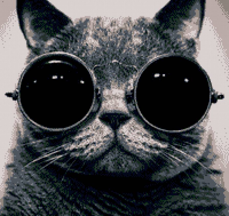 Котик - кот в очках - предпросмотр