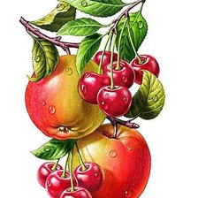 яблоки и вишни на ветке