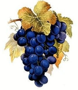 гроздь черного винограда - оригинал