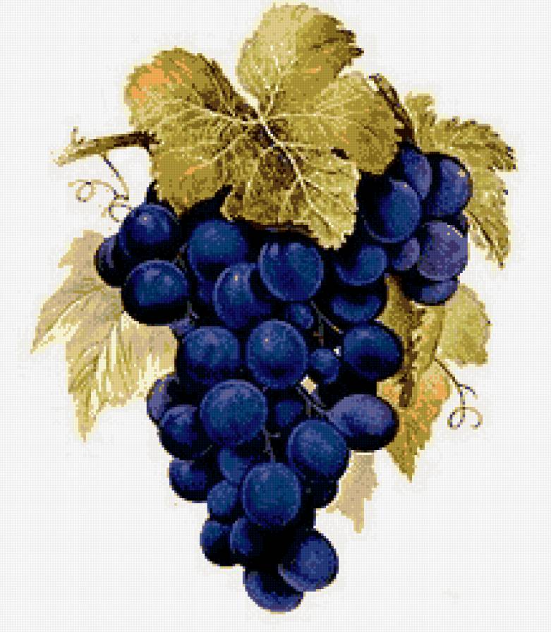 гроздь черного винограда - предпросмотр