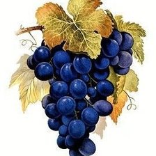 Схема вышивки «гроздь черного винограда»