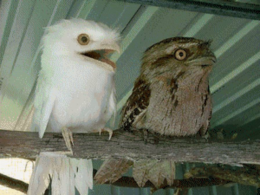 Дымчатый лягушкорот - птицы, ветка - предпросмотр