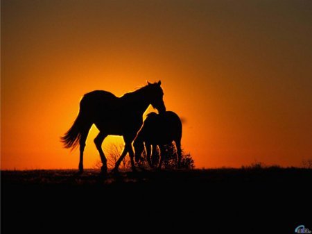 Кони - табун, природа, лошади, закат, кони - оригинал